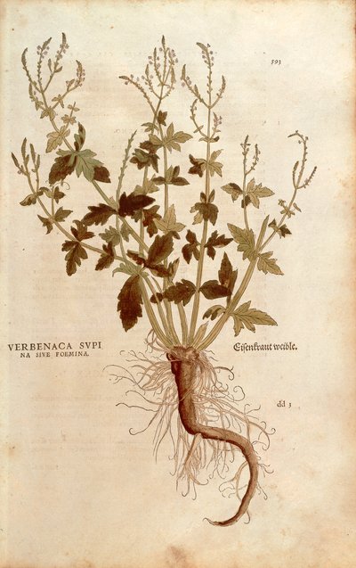 Verbena común - Verbena officinalis (Verbenaca supina sive foemina) de De historia stirpium commentarii insignes (Notable Commentaries on the History of Plants) de Leonhard Fuchs
