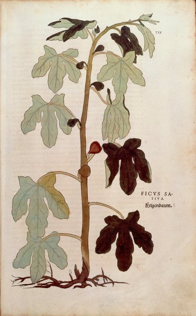 Higuera común - Ficus carica (Ficus sativa) de De historia stirpium commentarii insignes (Notable Commentaries on the History of Plants) de Leonhard Fuchs