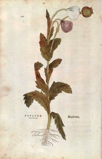 Amapola de campo de Leonhard Fuchs