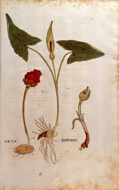 Aro Italiano - Arum italicum (Arum) de Leonhart Fuchs de De historia stirpium commentarii insignes (Comentarios Notables sobre la Historia de las Plantas) de Leonhard Fuchs
