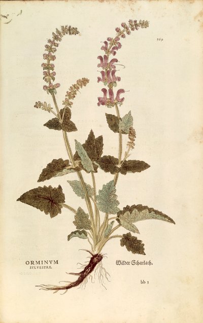Boca de dragón (Horminum o Orminum sylvestre) por Leonhart Fuchs de De historia stirpium commentarii insignes (Notables Comentarios sobre la Historia de las Plantas), grabado coloreado de Leonhard Fuchs