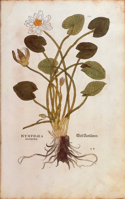 Nenúfar blanco europeo o loto blanco - Nymphaea alba (Nymphaea candida) por Leonhart Fuchs de De historia stirpium commentarii insignes (Comentarios Notables sobre la Historia de las Plantas), grabado coloreado de Leonhard Fuchs