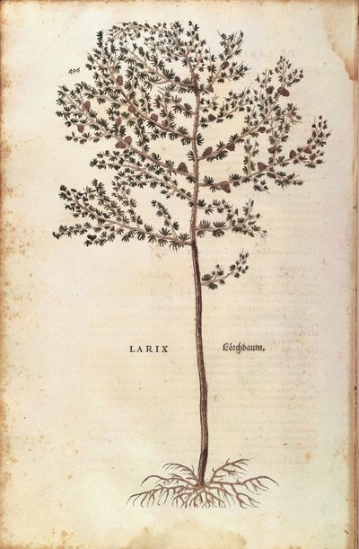 Alerce europeo (Larix decidua) de Leonhard Fuchs
