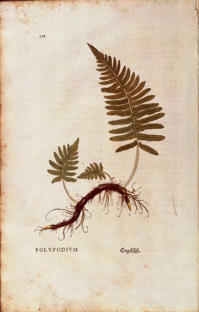 Helecho, polipodio común (Polypodium vulgare) de Leonhart Fuchs de De historia stirpium commentarii insignes (Comentarios notables sobre la historia de las plantas), grabado coloreado de Leonhard Fuchs