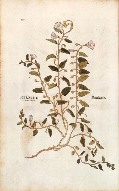 Correhuela - Convolvulus arvensis (Helxine cissampelos) de Leonhart Fuchs de De historia stirpium commentarii insignes (Comentarios notables sobre la historia de las plantas), grabado coloreado de Leonhard Fuchs