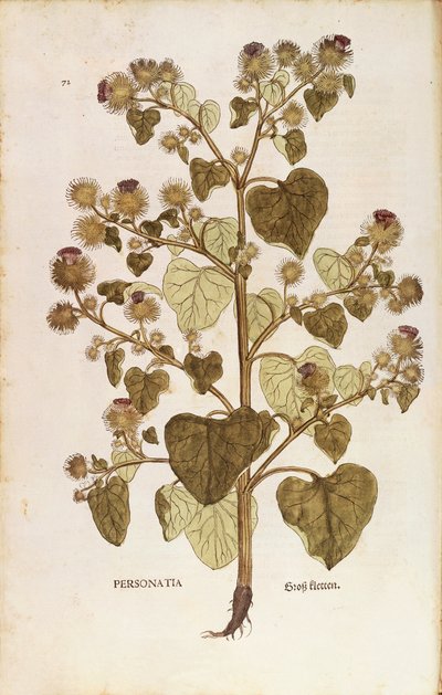 Bardana mayor - Arctium lappa (Personatia) por Leonhart Fuchs de De historia stirpium commentarii insignes (Comentarios Notables sobre la Historia de las Plantas), grabado coloreado de Leonhard Fuchs