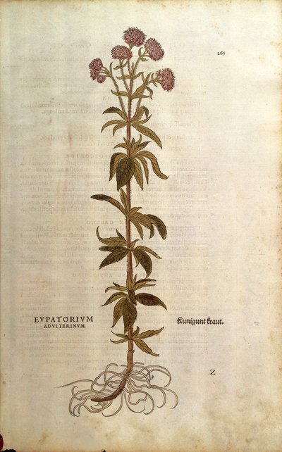 Eupatorio - Eupatorium cannabinum (Eupatorium adulterinum) de De historia stirpium commentarii insignes (Notable Commentaries on the History of Plants) de Leonhard Fuchs