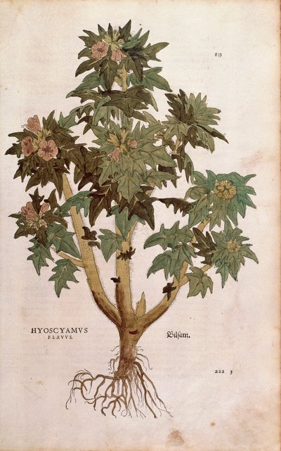Beleño - Hyoscyamus niger (Hyoscyamus flavus) por Leonhart Fuchs de De historia stirpium commentarii insignes (Notable Commentaries on the History of Plants), grabado coloreado de Leonhard Fuchs