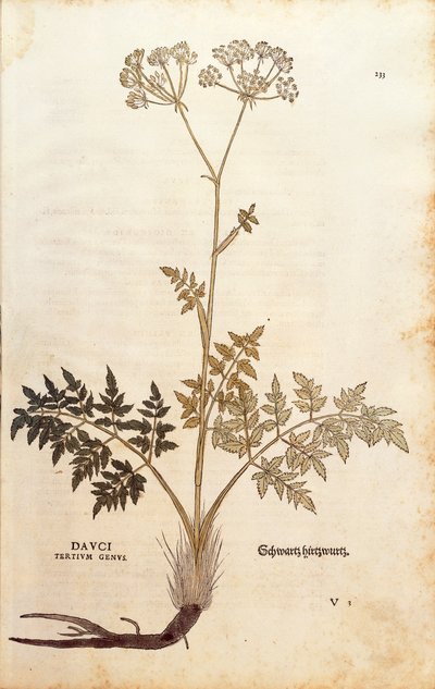 Hinojo de cerdo - Peucedanum cervaria (Dauci tertium genus) por Leonhart Fuchs de De historia stirpium commentarii insignes (Comentarios Notables sobre la Historia de las Plantas), grabado coloreado de Leonhard Fuchs