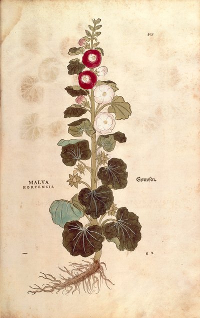 Malva real - Malvaceae - Alcea (Malva hortensis) por Leonhart Fuchs de De historia stirpium commentarii insignes (Notable Commentaries on the History of Plants), grabado coloreado de Leonhard Fuchs