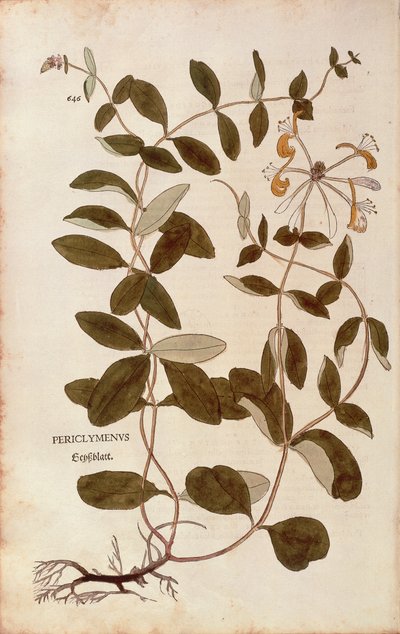 Madreselva (Lonicera periclymenum) de Leonhart Fuchs de De historia stirpium commentarii insignes (Comentarios notables sobre la historia de las plantas), grabado coloreado de Leonhard Fuchs