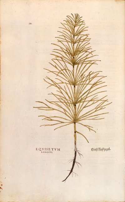 Cola de caballo - Equisetum arvense (Equisetum longius) de De historia stirpium commentarii insignes (Notable Commentaries on the History of Plants) de Leonhard Fuchs