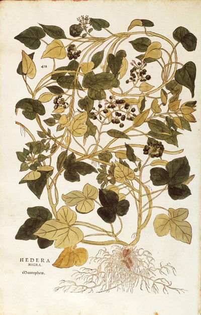 Hiedra (Hedera helix nigra aurea) de Leonhart Fuchs de De historia stirpium commentarii insignes (Comentarios notables sobre la historia de las plantas), grabado coloreado de Leonhard Fuchs