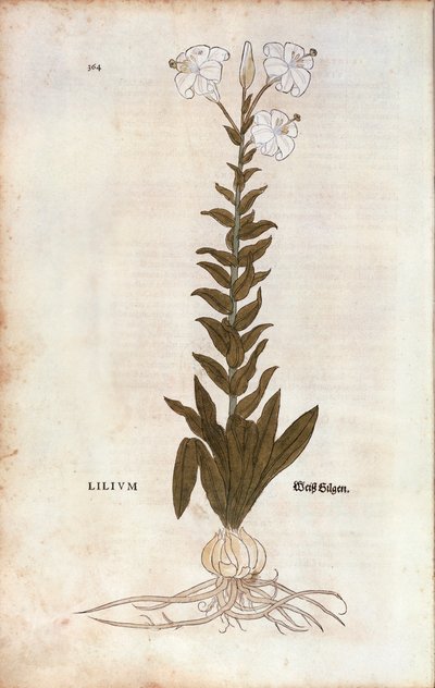 Lirio (Lilium) por Leonhart Fuchs de De historia stirpium commentarii insignes (Notable Commentaries on the History of Plants), grabado coloreado de Leonhard Fuchs