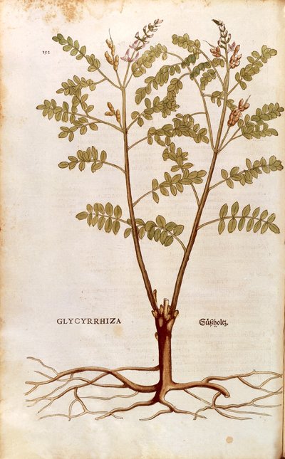 Regaliz (Glycyrrhiza glabra) de Leonhart Fuchs de De historia stirpium commentarii insignes (Comentarios Notables sobre la Historia de las Plantas) de Leonhard Fuchs