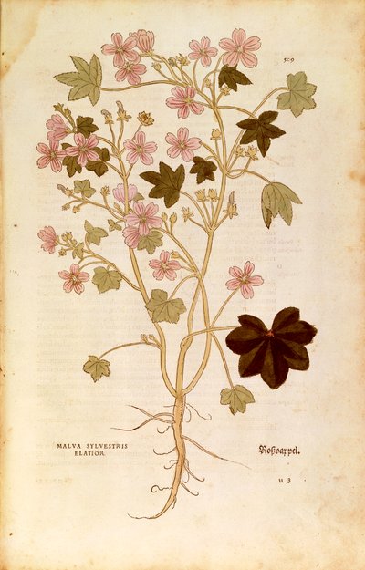 Malva (Malva sylvestris elatior) por Leonhart Fuchs de De historia stirpium commentarii insignes (Notables Comentarios sobre la Historia de las Plantas), grabado coloreado de Leonhard Fuchs