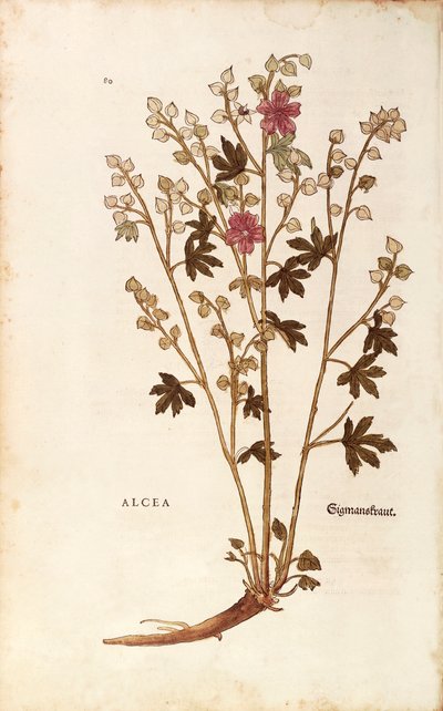 Malvavisco (Althaea) de Leonhard Fuchs