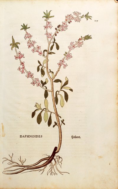 Mezereon - Daphne mezereum por Leonhart Fuchs de De historia stirpium commentarii insignes, grabado coloreado de Leonhard Fuchs