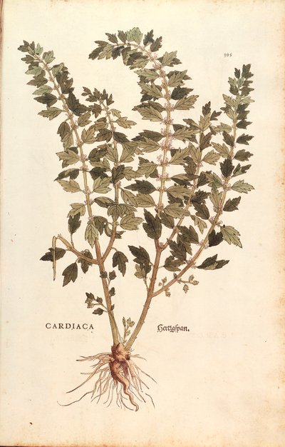 Agripalma (Leonurus cardiaca) por Leonhart Fuchs de De historia stirpium commentarii insignes (Notable Commentaries on the History of Plants), grabado coloreado de Leonhard Fuchs