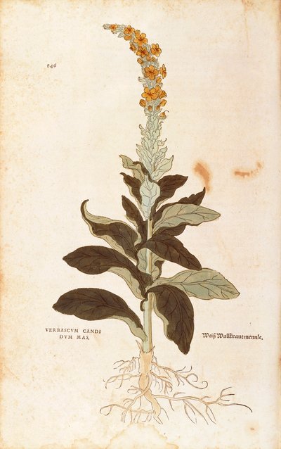 Gordolobo - Verbascum Thapsus (Verbasco candidum mas) de De historia stirpium commentarii insignes (Notable Commentaries on the History of Plants) de Leonhard Fuchs