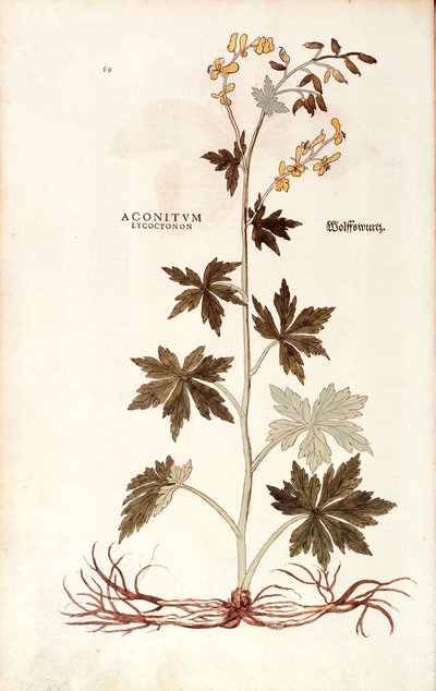 Acónito del norte (Aconitum lycoctonum) por Leonhart Fuchs de De historia stirpium commentarii insignes (Notable Commentaries on the History of Plants), grabado coloreado de Leonhard Fuchs