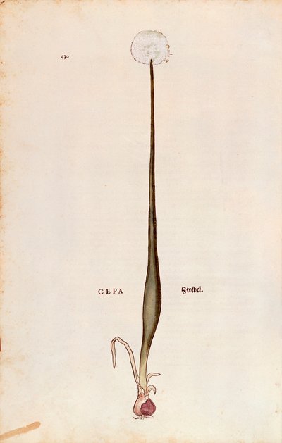 Cebolla (Allium cepa) de Leonhart Fuchs de De historia stirpium commentarii insignes de Leonhard Fuchs