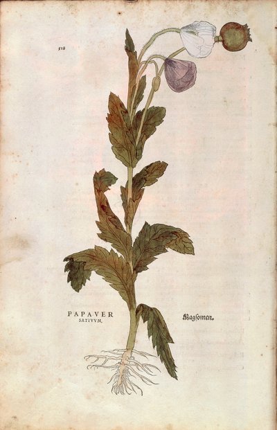 Amapola de opio - Papaver somniferum (Papaver satiuum) por Leonhart Fuchs de De historia stirpium commentarii insignes (Notable Commentaries on the History of Plants), grabado coloreado de Leonhard Fuchs