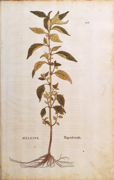 Parietaria - Parietaria officinalis por Leonhart Fuchs de De historia stirpium commentarii insignes, grabado coloreado de Leonhard Fuchs