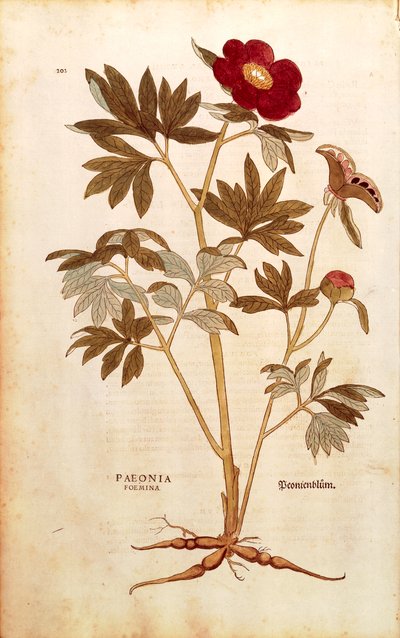 Peonía - Paeonia officinalis (Paeonia foemina) por Leonhart Fuchs de De historia stirpium commentarii insignes (Notables Comentarios sobre la Historia de las Plantas), grabado coloreado de Leonhard Fuchs