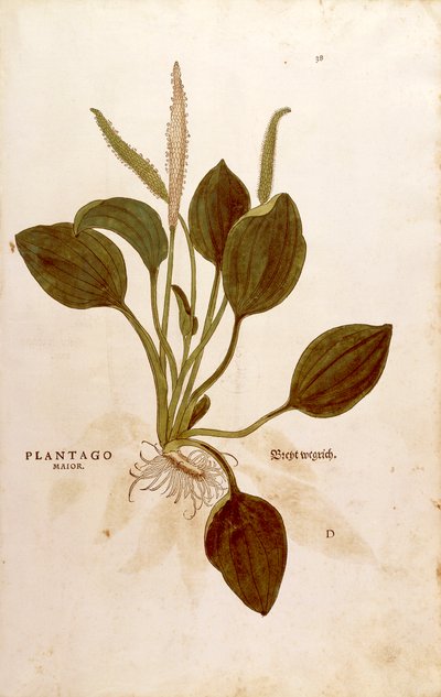 Llanten (Plantago major) de Leonhart Fuchs de De historia stirpium commentarii insignes (Comentarios notables sobre la historia de las plantas), grabado coloreado de Leonhard Fuchs