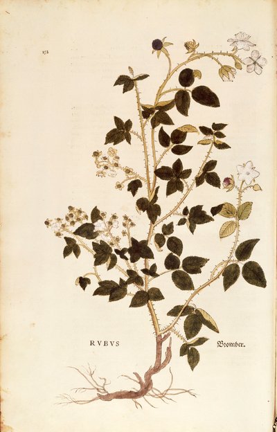 Placa: Zarzamora (Rubus) por Leonhart Fuchs de De historia stirpium commentarii insignes, grabado coloreado de Leonhard Fuchs