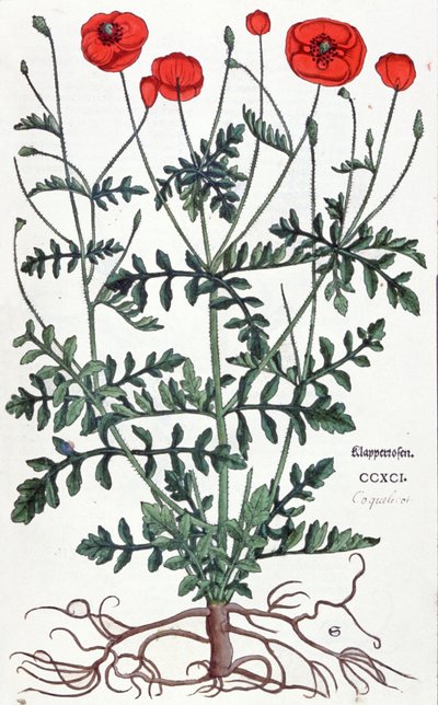 Amapola de Leonhard Fuchs