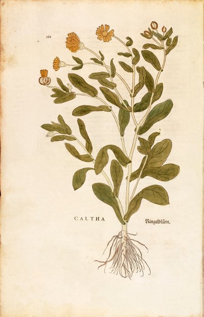 Caléndula - Calendula officinalis por Leonhart Fuchs de De historia stirpium commentarii insignes, grabado coloreado de Leonhard Fuchs