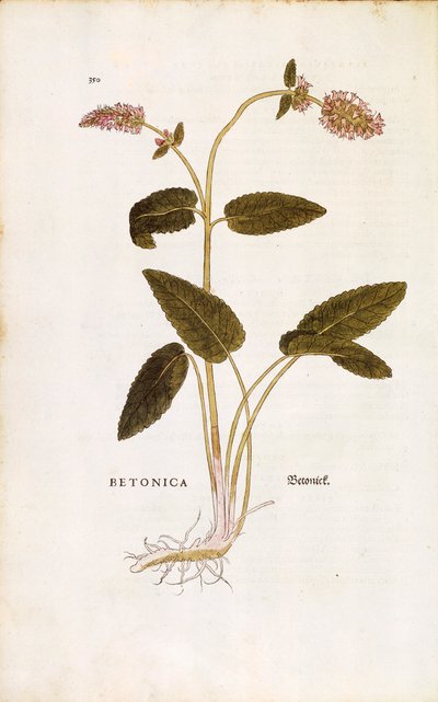 Betónica púrpura o hierba del obispo - Stachys officinalis (Betonica) de Leonhart Fuchs de De historia stirpium commentarii insignes (Comentarios notables sobre la historia de las plantas), grabado coloreado de Leonhard Fuchs
