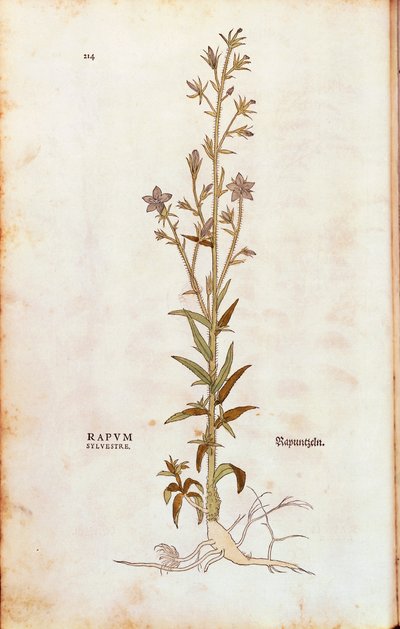 Campanilla de rampión - Campanula rapunculus (Rapum sylvestre) de Leonhart Fuchs de De historia stirpium commentarii insignes (Comentarios notables sobre la historia de las plantas), grabado coloreado de Leonhard Fuchs
