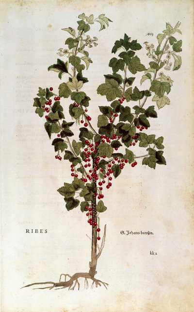 Grosella roja (Ribes rubrum) por Leonhart Fuchs de De historia stirpium commentarii insignes de Leonhard Fuchs