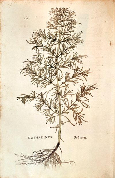 Romero (Rosmarinus Officinalis) de Leonhard Fuchs