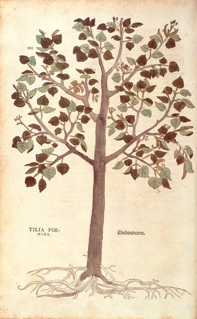 Tilo de hoja pequeña - Tilia cordata (Tilia foemina) de Leonhart Fuchs de De historia stirpium commentarii insignes (Comentarios notables sobre la historia de las plantas), grabado coloreado de Leonhard Fuchs
