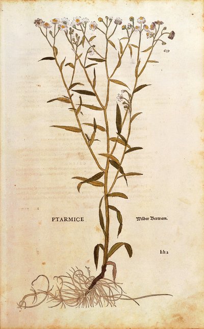 Milenrama - Achillea ptarmica por Leonhart Fuchs de De historia stirpium commentarii insignes, grabado coloreado de Leonhard Fuchs