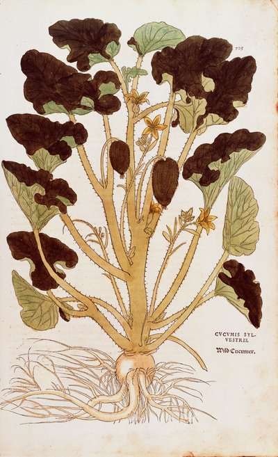 Pepino silvestre - Ecballium elaterium por Leonhart Fuchs de De historia stirpium commentarii insignes, grabado coloreado de Leonhard Fuchs