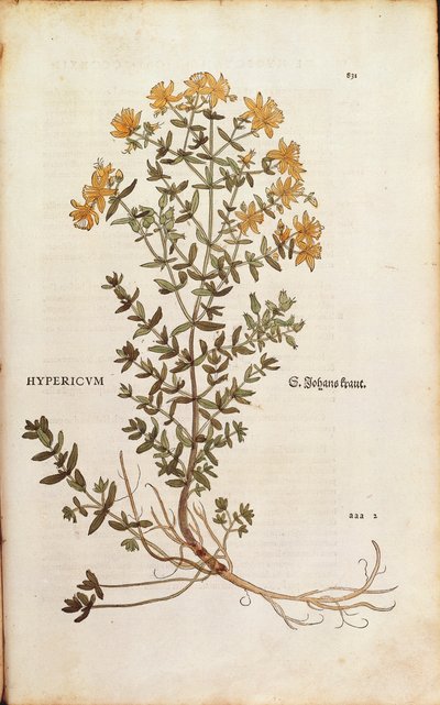 Hierba de San Juan (Hypericum perforatum) por Leonhart Fuchs de De historia stirpium commentarii insignes (Notable Commentaries on the History of Plants), grabado coloreado de Leonhard Fuchs