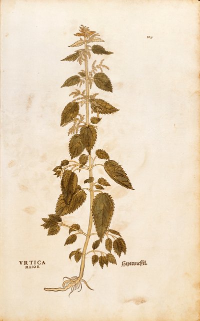 Ortiga - Urtica dioica por Leonhart Fuchs de De historia stirpium commentarii insignes, grabado coloreado de Leonhard Fuchs