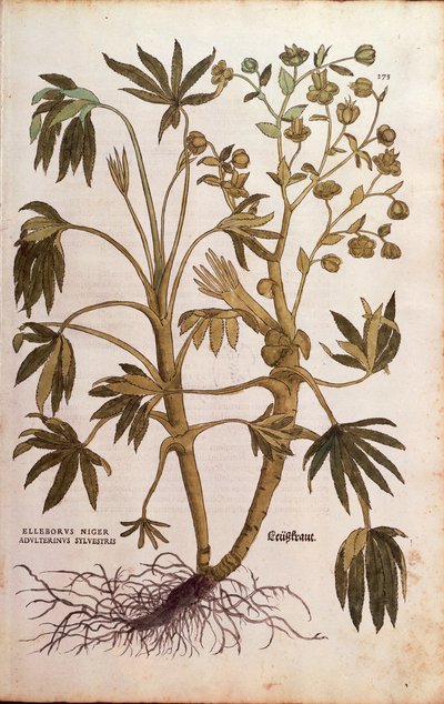 Helleboro fétido o hierba de estiércol - Helleborus foetidus (Helleborus niger adulterinus sylvestris) por Leonhart Fuchs de De historia stirpium commentarii insignes (Notable Commentaries on the History of Plants), grabado coloreado de Leonhard Fuchs