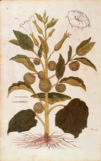 Estramonio - Datura stramonium por Leonhart Fuchs de De historia stirpium commentarii insignes, grabado coloreado de Leonhard Fuchs