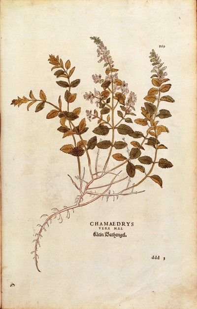 Germander de pared - Teucrium chamaedrys por Leonhart Fuchs de De historia stirpium commentarii insignes, grabado coloreado de Leonhard Fuchs