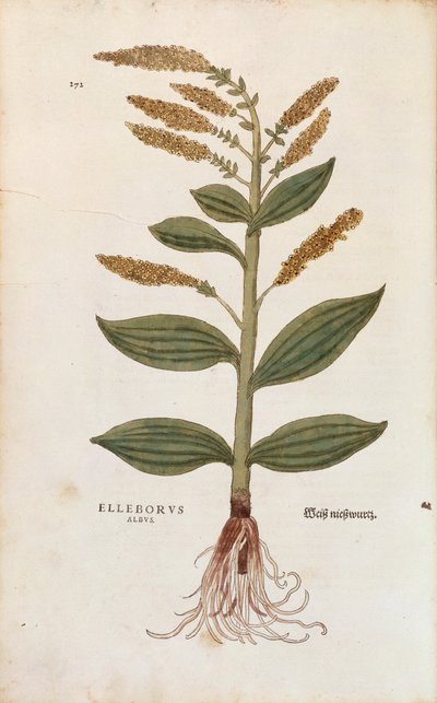 Hellebore blanco - Veratrum album por Leonhart Fuchs de De historia stirpium commentarii insignes, grabado coloreado de Leonhard Fuchs