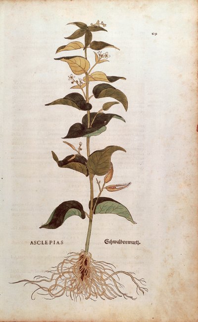 Vincetóxico blanco (Cynanchum vincetoxicum) de Leonhard Fuchs