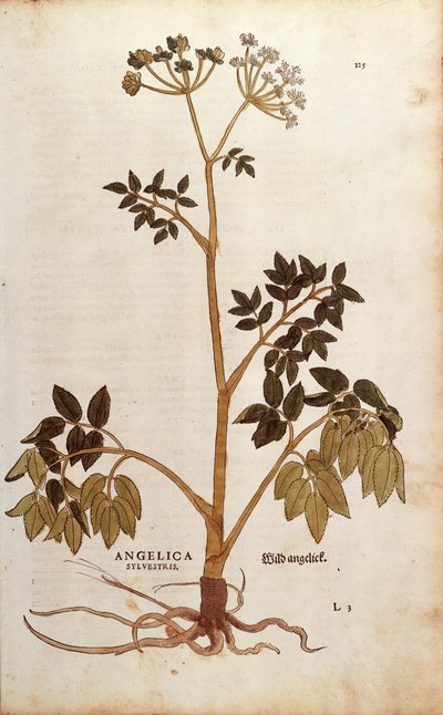 Angélica Silvestre (Angelica sylvestris) de Leonhart Fuchs de De historia stirpium commentarii insignes (Comentarios Notables sobre la Historia de las Plantas) de Leonhard Fuchs