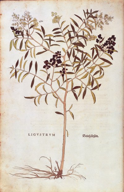 Ligustro silvestre (Ligustrum vulgare) de Leonhart Fuchs de De historia stirpium commentarii insignes (Comentarios notables sobre la historia de las plantas), grabado coloreado de Leonhard Fuchs