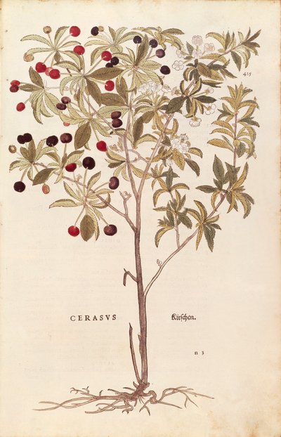 Cerezo silvestre - Prunus avium por Leonhart Fuchs de De historia stirpium commentarii insignes, grabado coloreado de Leonhard Fuchs